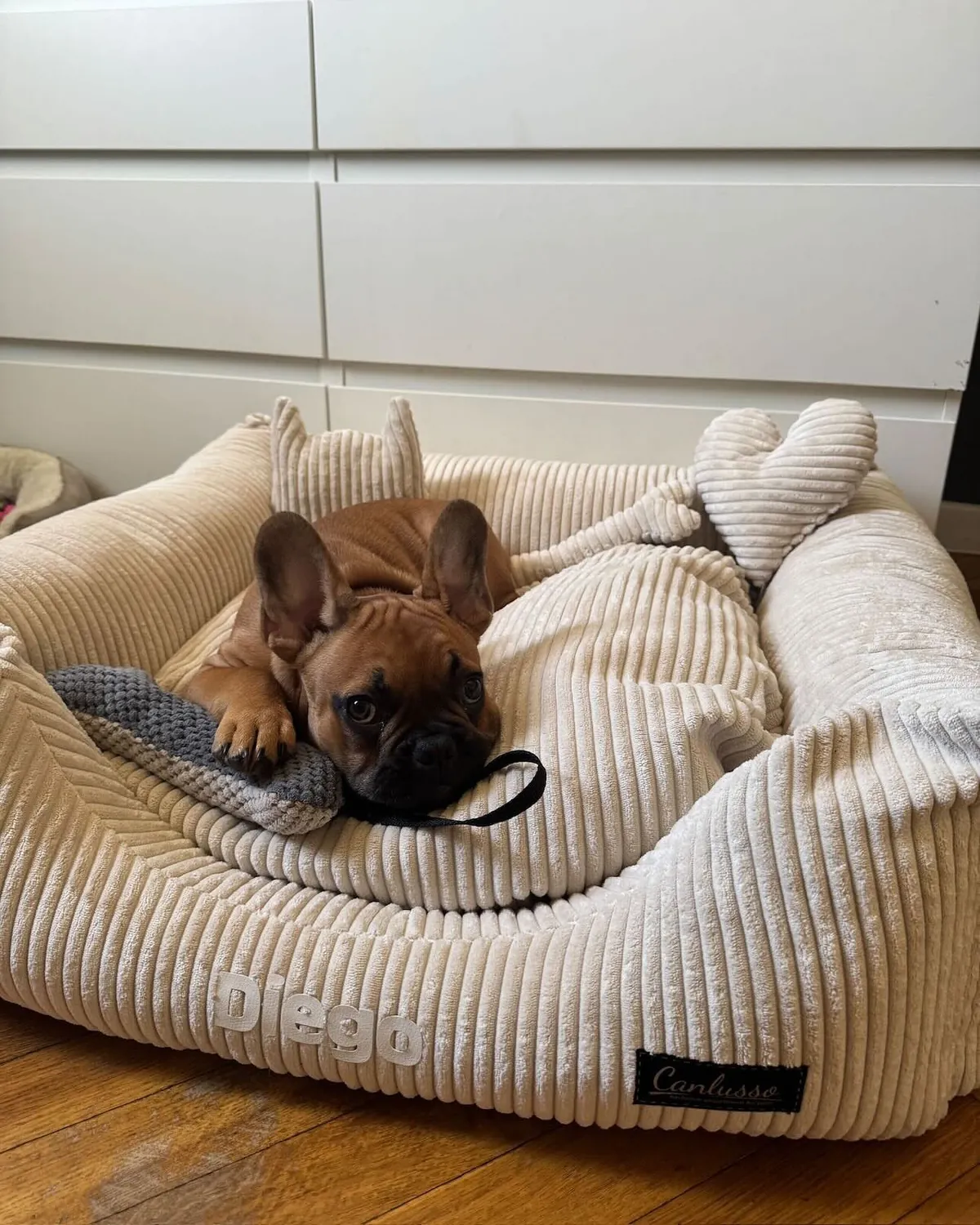 Hund Diego entspannt in seinem Canlusso Bett
