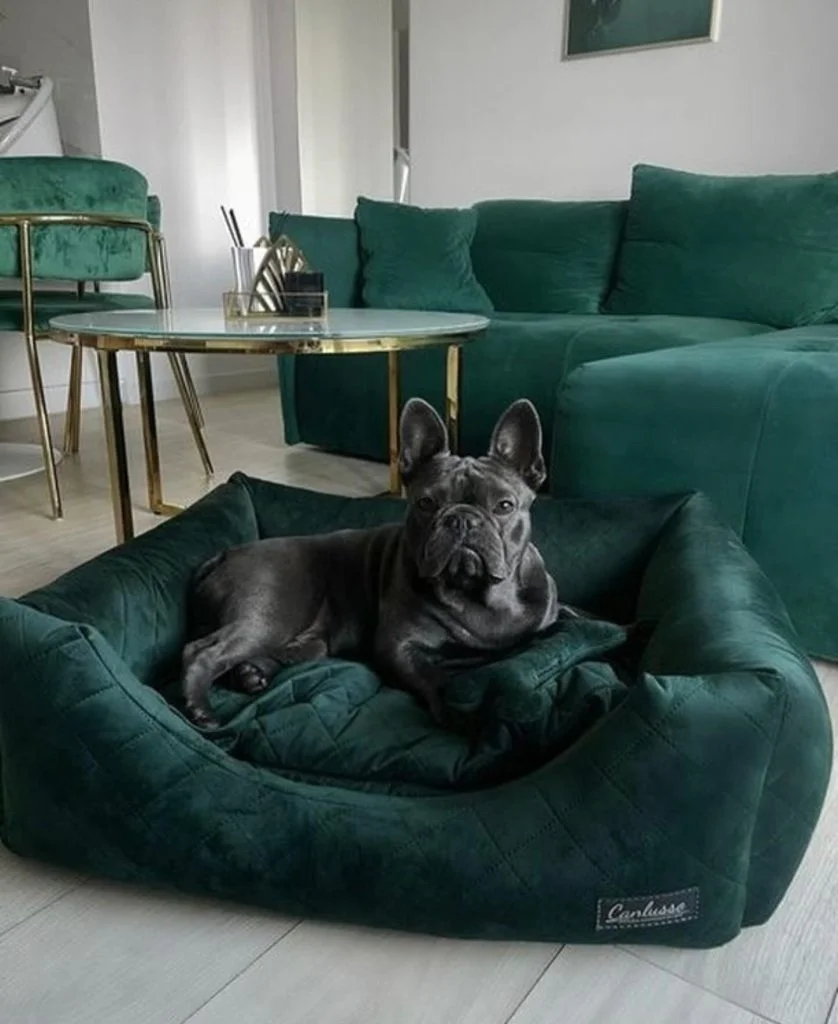 Ein Hund entspannt auf einem Canlusso Hundebett